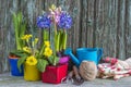 Spring gardening compostion with bright flowers