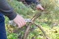 Spring gardening. Garden shears or secateur in male hands close-up cutting a hedge.Plant pruning.Gardening and plant formation Royalty Free Stock Photo