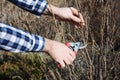 Spring Gardening. Gardener cutting blackcurrant bush with bypass secateurs in early spring. Royalty Free Stock Photo