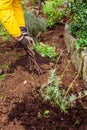 Spring gardening - gardener planting flowers and plant into composted soil Royalty Free Stock Photo