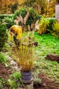 Spring gardening - Ornamental grasses in flowerpot for transplanting into composted soil