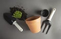 Spring gardening. Planting indoor plant. Succulent, cactus plant. Garden tools, flower pot, gray background with copy space Royalty Free Stock Photo