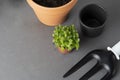 Spring gardening. Planting indoor plant. Succulent, cactus plant. Garden tools, flower pot, gray background with copy space Royalty Free Stock Photo