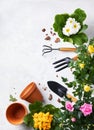 Spring gardening tools and flowers in pots for planting top view. Preparation houseplants for spring. Woman hobby and floricultur