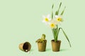 Spring gardening. varietal plants. Royalty Free Stock Photo