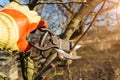 Spring gardening work. In the spring, a farmer manually trims and trims the branches of fruit trees using a hand pruner. A man Royalty Free Stock Photo