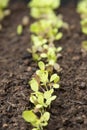 Spring gardening, young lettuce growing in home outdoor garden Royalty Free Stock Photo