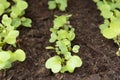 Spring gardening, young lettuce growing in home outdoor garden Royalty Free Stock Photo