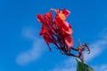 Spring in gardens, edible canna bush of purple flowers with a beautiful blue sky background Royalty Free Stock Photo