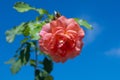 Spring in gardens, rose bush of purple flowers with a beautiful blue sky background Royalty Free Stock Photo