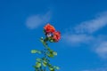 Spring in gardens, rose bush of purple flowers with a beautiful blue sky background Royalty Free Stock Photo