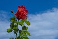 Spring in gardens, rose bush of purple flowers with a beautiful blue sky background Royalty Free Stock Photo