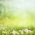 Spring gargen Royalty Free Stock Photo