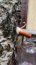 The spring gathering of birch sap in a bottle Royalty Free Stock Photo
