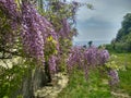 Spring, Gelendzhik city, mountains, sea, flowers, sun, beauty Royalty Free Stock Photo
