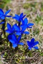 Spring gentian