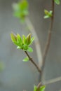 Spring gentle leaves, buds and branches Royalty Free Stock Photo