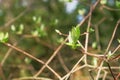 Spring gentle leaves, buds and branches in springtime, closeup. Green leaves on branches in sunny day, forest. Bokeh light Royalty Free Stock Photo