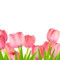 Spring Gentle Light-pink Tulips border, Royalty Free Stock Photo