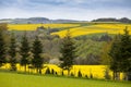 Spring Germany rapeseed. Royalty Free Stock Photo