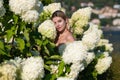 Spring girl in blooming bush of hydrangea flowers in spring garden. Hydrangeas flowers. Woman near a blossoming