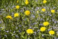 Spring glade with blooming dandelions and veronica dubravnaya