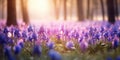 Spring glade in the forest with blooming pink purple hyacinths, soft focus background Royalty Free Stock Photo
