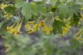 Shrub Latin Ribes aureum blooms with yellow flowers