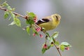 Spring Goldfinch Royalty Free Stock Photo