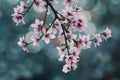 Goldmine Nectarine Tree In Spring Bloom Royalty Free Stock Photo