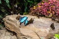 Blue wings butterflies at Montreal Botanical Garden