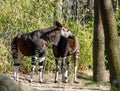 Okapi snack at Bronx zoo Royalty Free Stock Photo