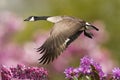Spring Goose In Flight With Crab Apple