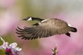 Spring Goose In Flight With Magnolias