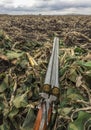 Spring goose hunting, hunting rifle loaded with ammunition lies on a camouflage net shelter in a corn field