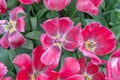 Spring gorgeous tulips. Pink tulips on a sunny spring day. Tulips are blooming on the field, close-up Royalty Free Stock Photo