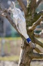 Spring grafting of trees. A cutting grafted onto a hawthorn is wrapped in foil