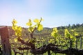 Spring grape bushes on a blue sky. Green vineyard in spring in Italy, Florence Royalty Free Stock Photo
