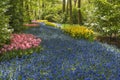 Spring Grape Hyacinth field in garden at Lisse Holland Netherlands Royalty Free Stock Photo