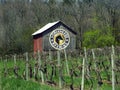 Spring grapevines & barn in the FingerLakes grape country Royalty Free Stock Photo