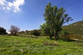 The spring grass Royalty Free Stock Photo