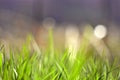 Spring grass background