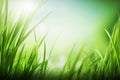 Spring grass background, fresh outdoor greenery. Summer field, green meadow banner with copy space. Springtime nature Royalty Free Stock Photo