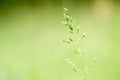 spring grass background Royalty Free Stock Photo