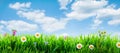 spring grass background