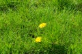 Spring grass with dandelions Royalty Free Stock Photo