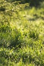 Spring grass in the dew Royalty Free Stock Photo