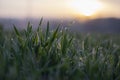 Spring grass drops with bokeh from sunrise