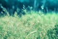 Spring grass flower blooming relax photo nature background Royalty Free Stock Photo