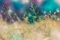 spring grass flower with colorful bokeh